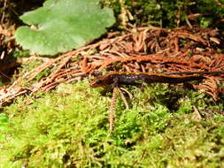 Image of Coeur d'Alene Salamander