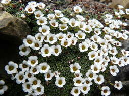 Image of Saxifraga alpigena H. Sm.