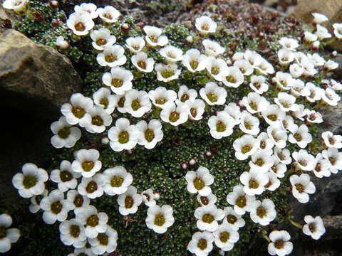 Sivun Saxifraga alpigena H. Sm. kuva