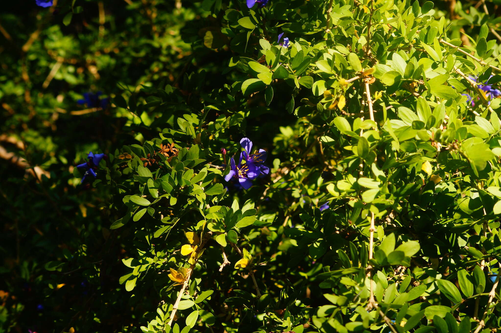 Sivun Guaiacum coulteri A. Gray kuva