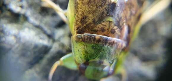 Pelocoris femoratus (Palisot de Beauvois 1820) resmi