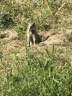 Image of Uinta ground squirrel