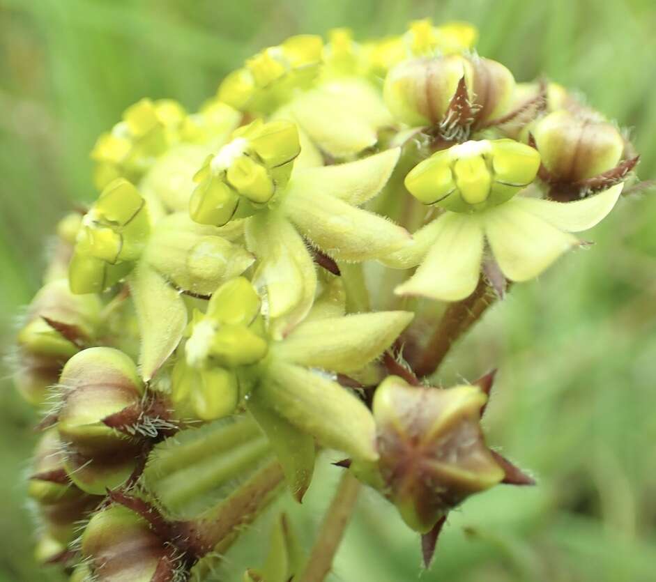 صورة Asclepias vicaria N. E. Br.