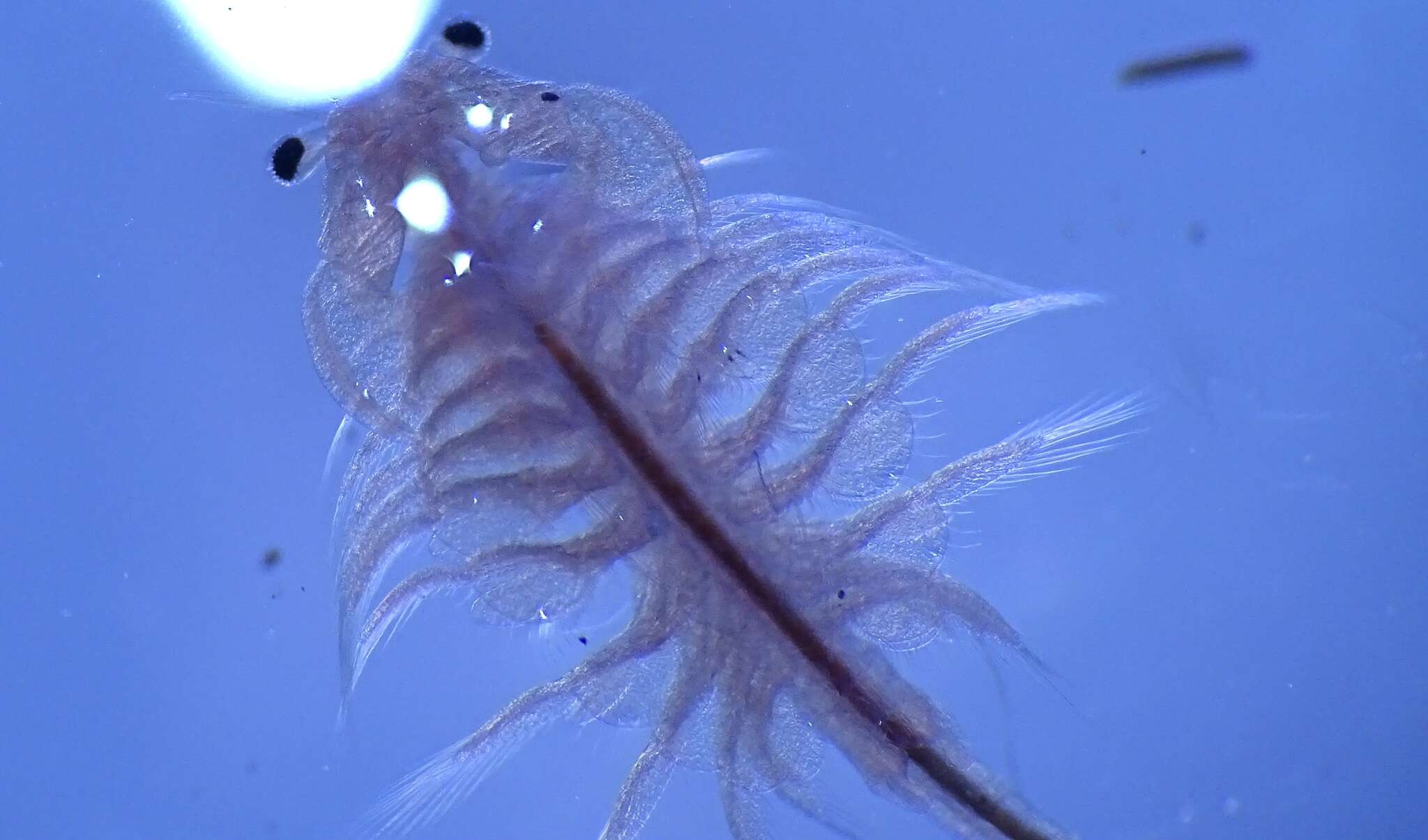 Image of Mono Lake Brine Shrimp