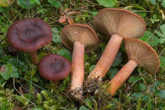 Image de Lactarius badiosanguineus Kühner & Romagn. 1954