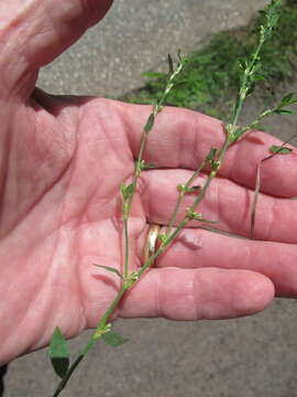 Image of bushy knotweed