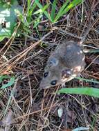 Image of Beach Mouse