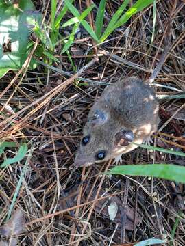 Image of Beach Mouse