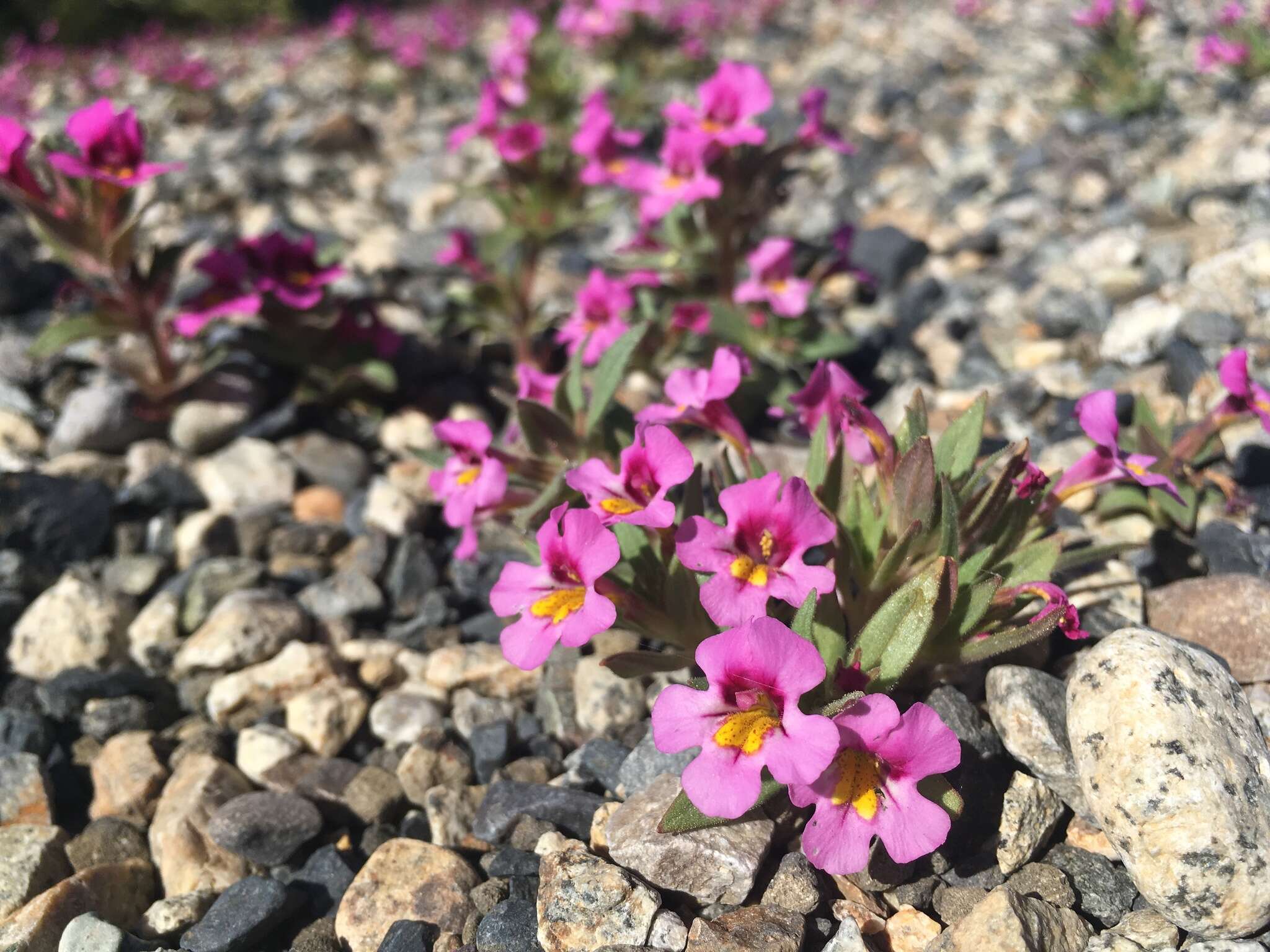 Image of red monkeyflower