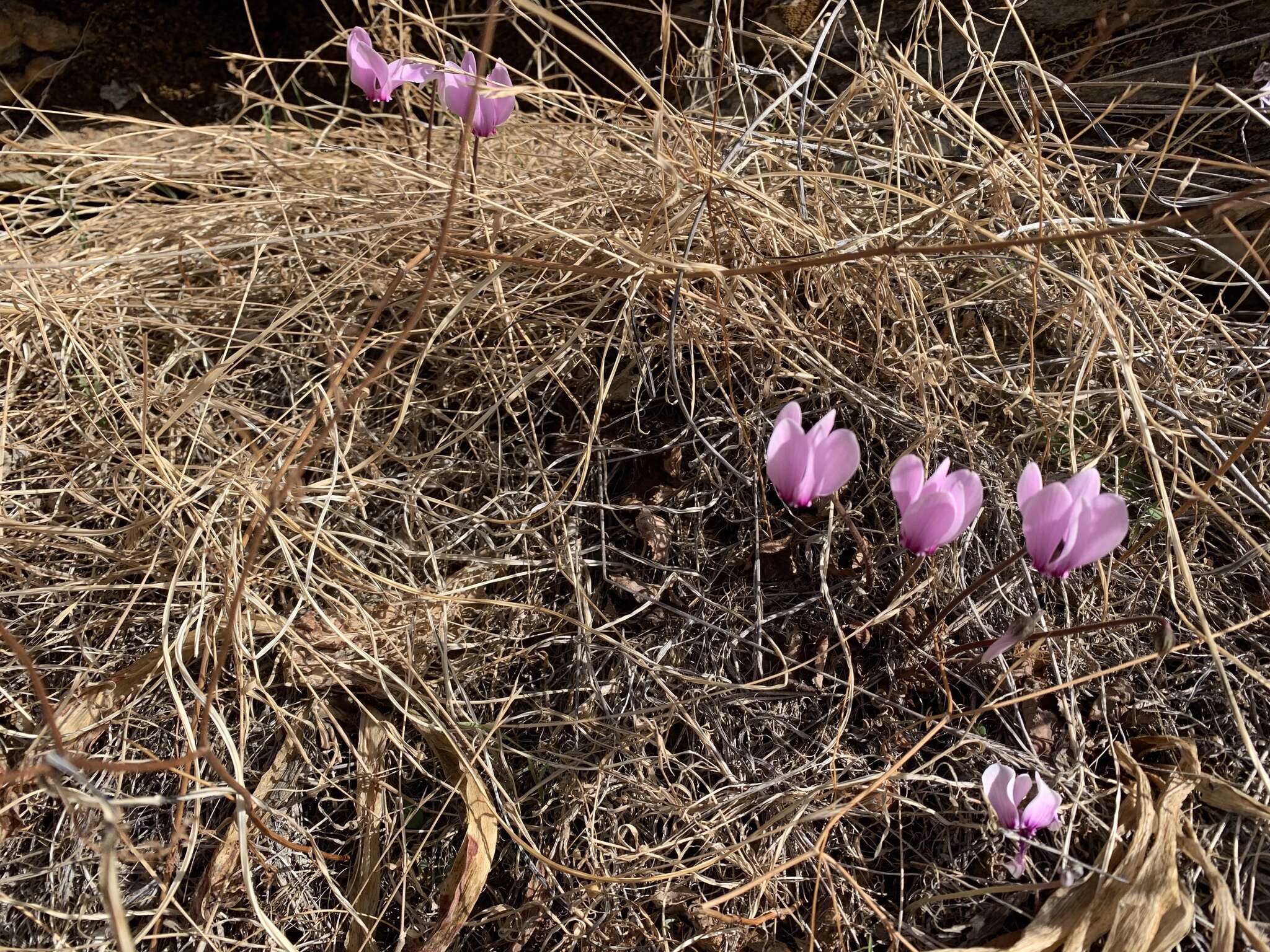 Image of Cyclamen graecum Link