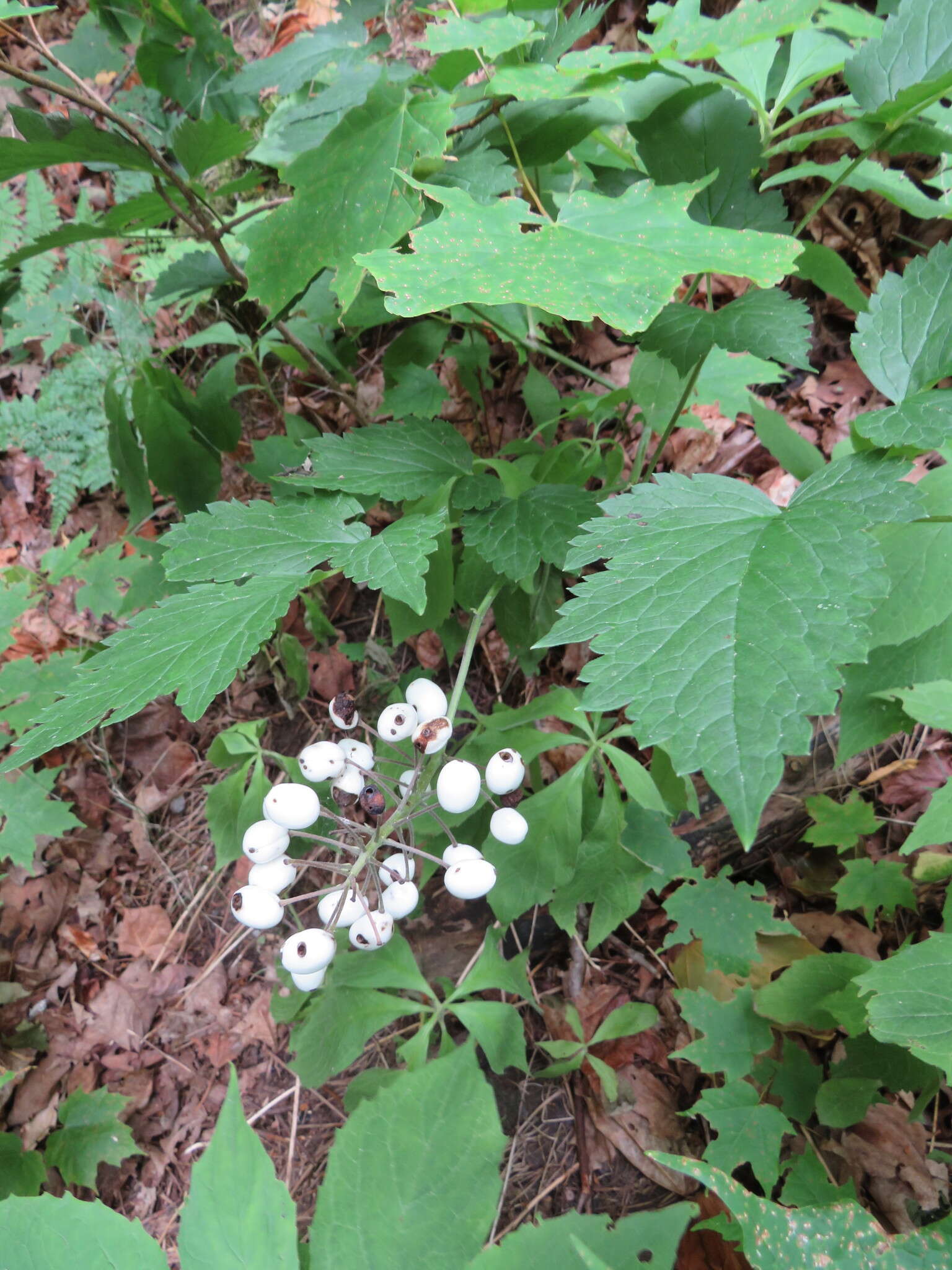 Imagem de Actaea rubra subsp. rubra