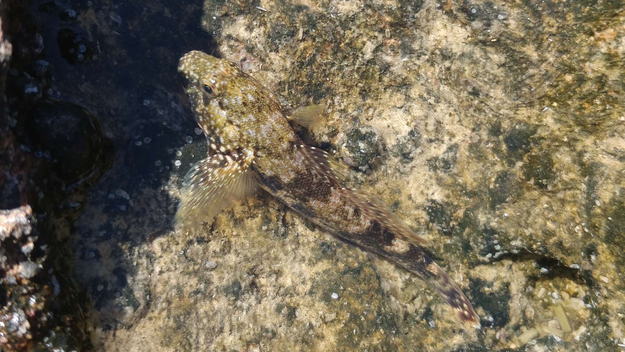 Image of Giant goby