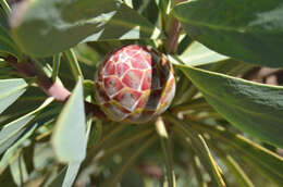 Image of Protea caffra subsp. caffra