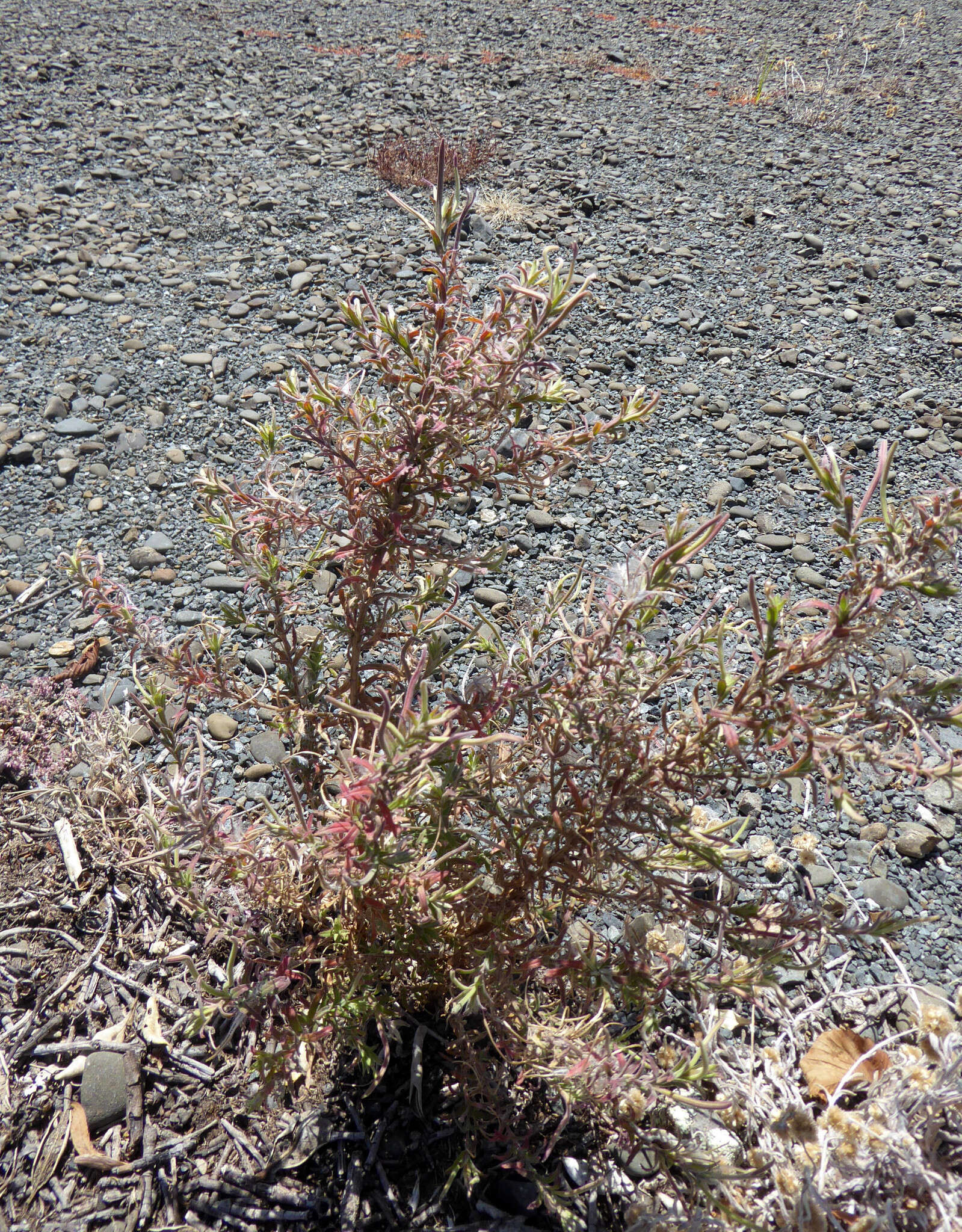 Image of Epilobium hirtigerum A. Cunn.