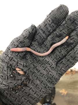 Image of Woodland blue worm