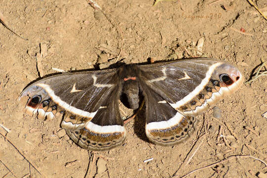 Image of Eupackardia Cockerell 1912