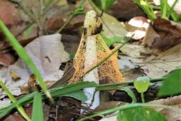 Image de Phallus lutescens