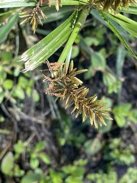 Imagem de Cyperus erythrorhizos Muhl.