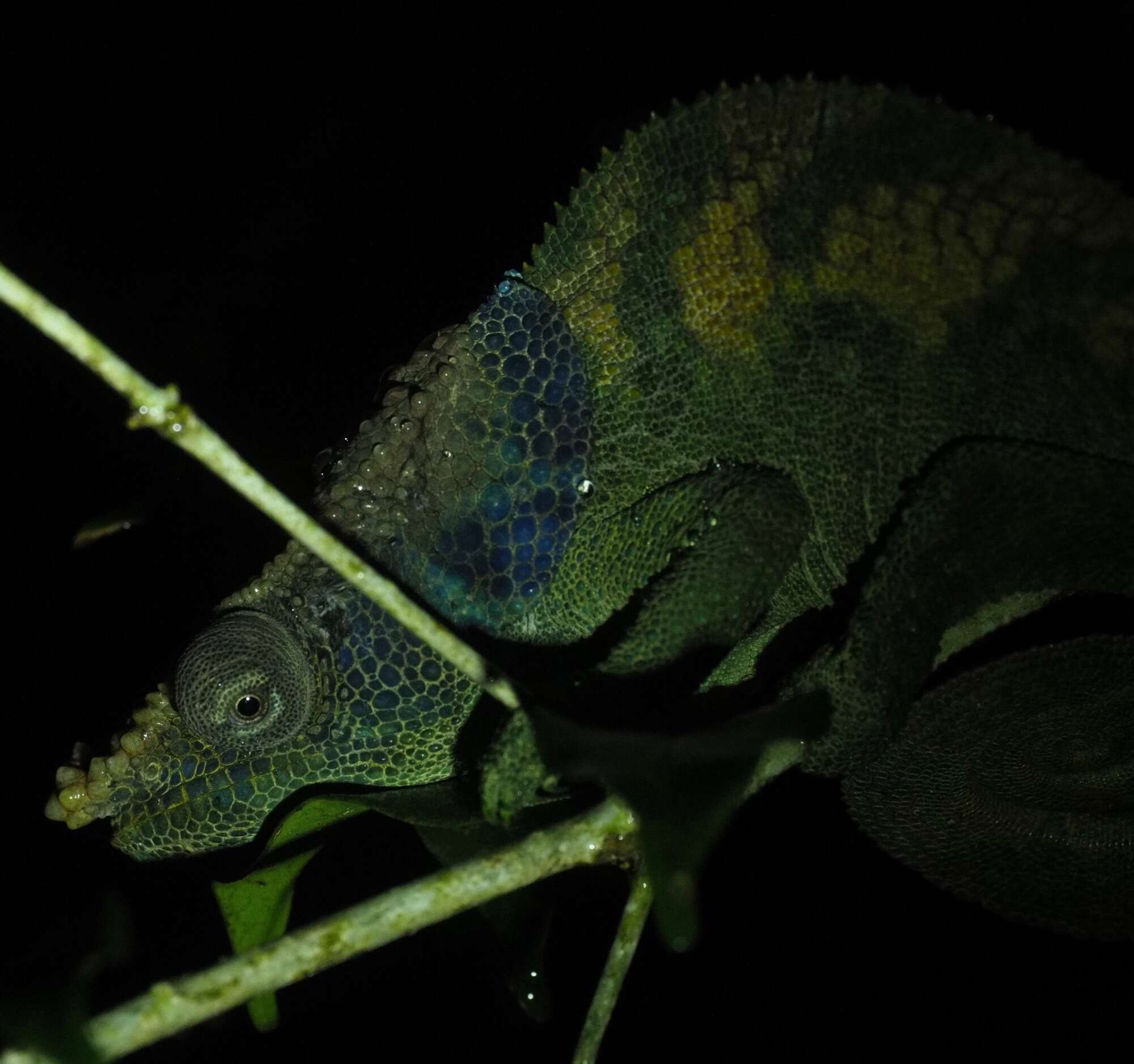 Image of Yellow-green Chameleon