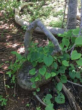 Image of Adenia epigea H. Perrier