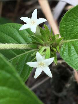 Слика од Sabicea cinerea Aubl.