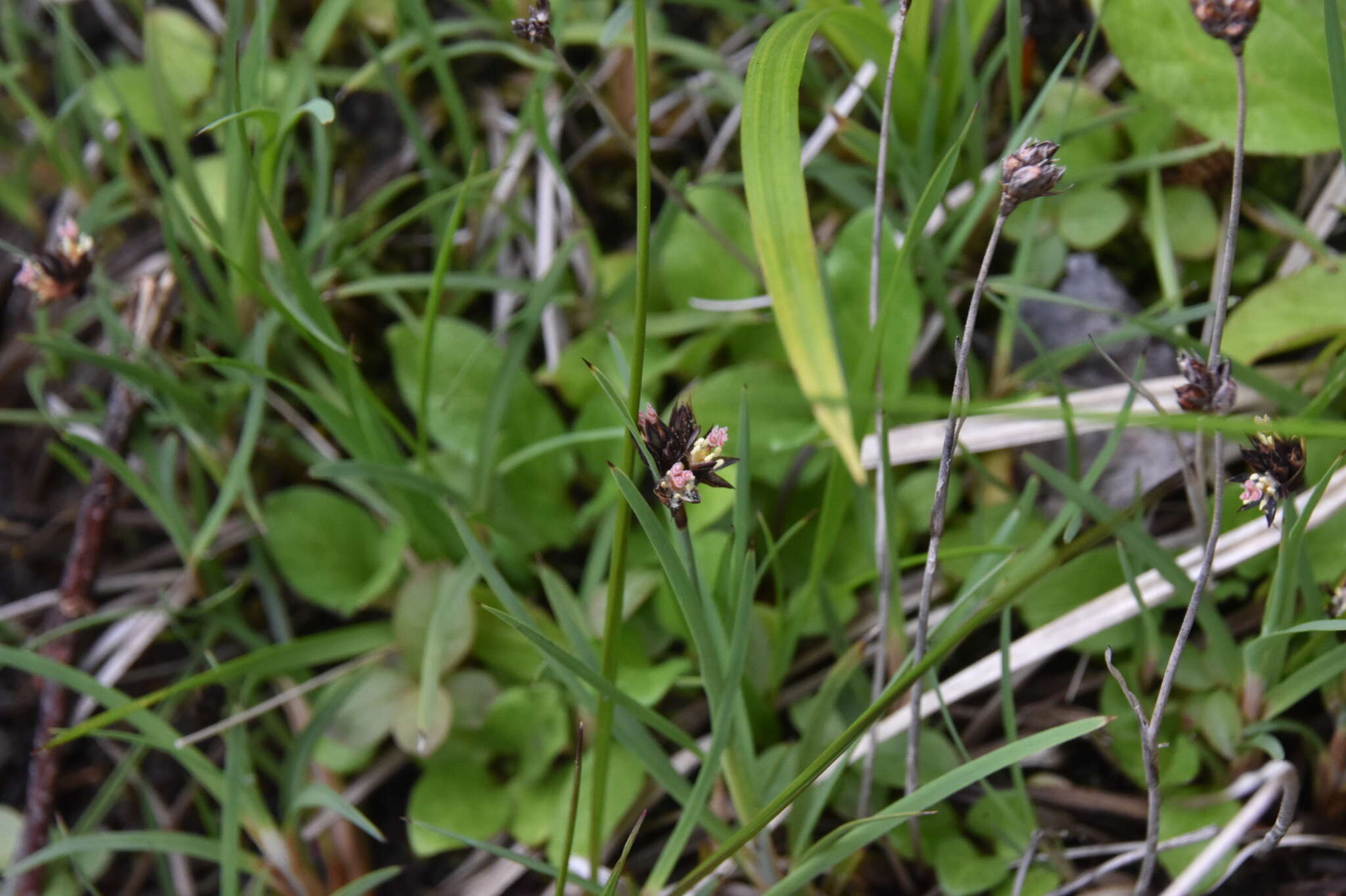 Слика од Juncus falcatus E. Mey.