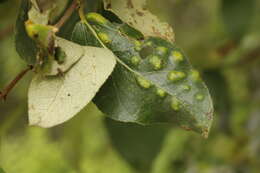 Image of Taphrina populi-salicis Mix 1947