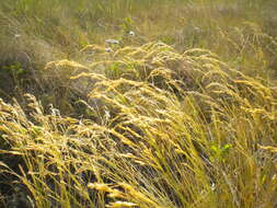 Image of Inland Blue Grass