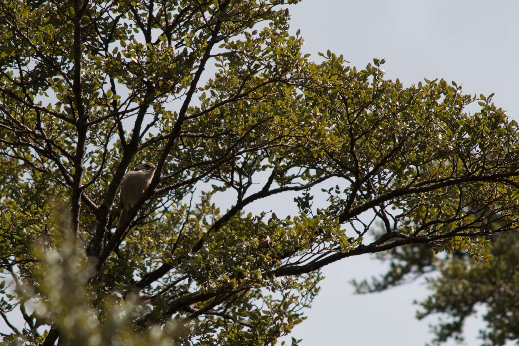 Image of Brown Creeper