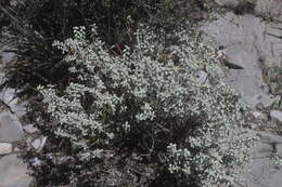 Image of Brewster County barometerbush