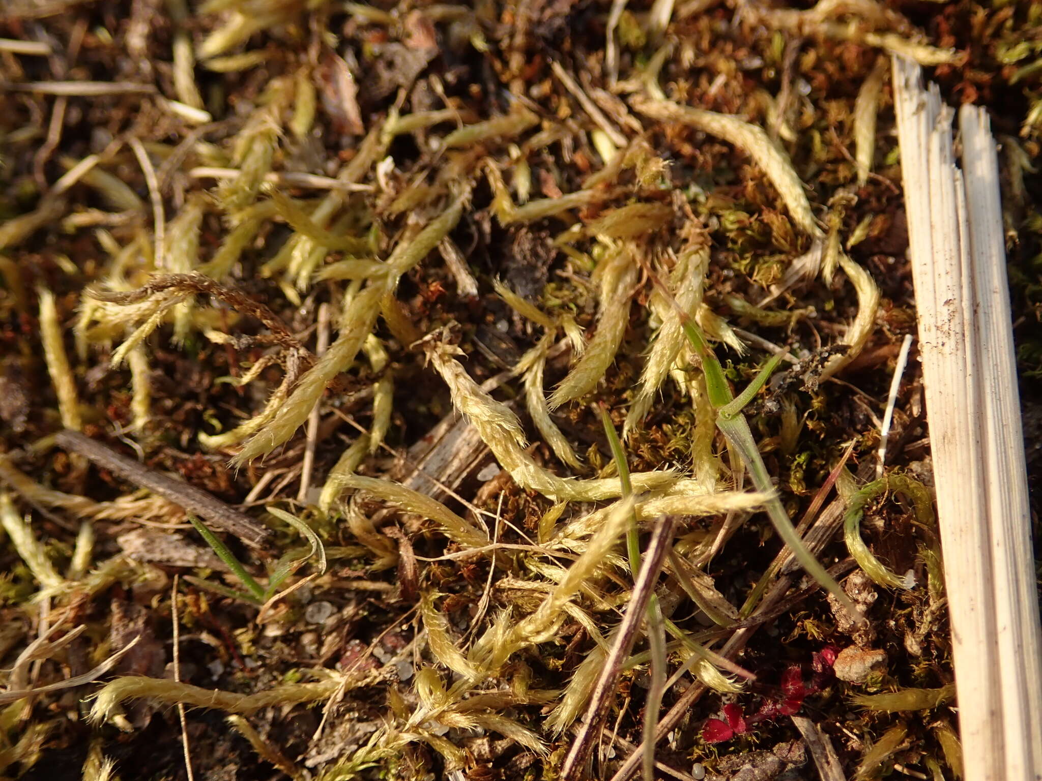 Image of lawn moss