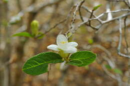 Image of Casearia dodecandra