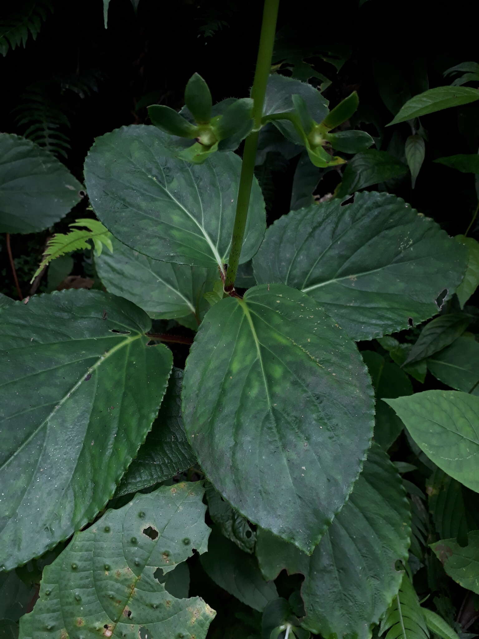 Image of gloxinia