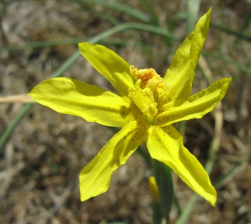 Image of yelow tulip