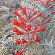 Imagem de Astragalus helleri Fenzl