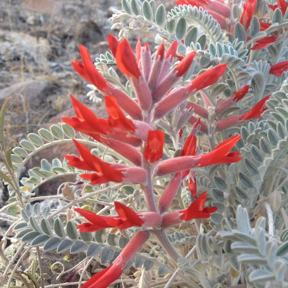 Sivun Astragalus helleri Fenzl kuva