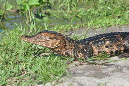 Image of Smooth-fronted Caimans