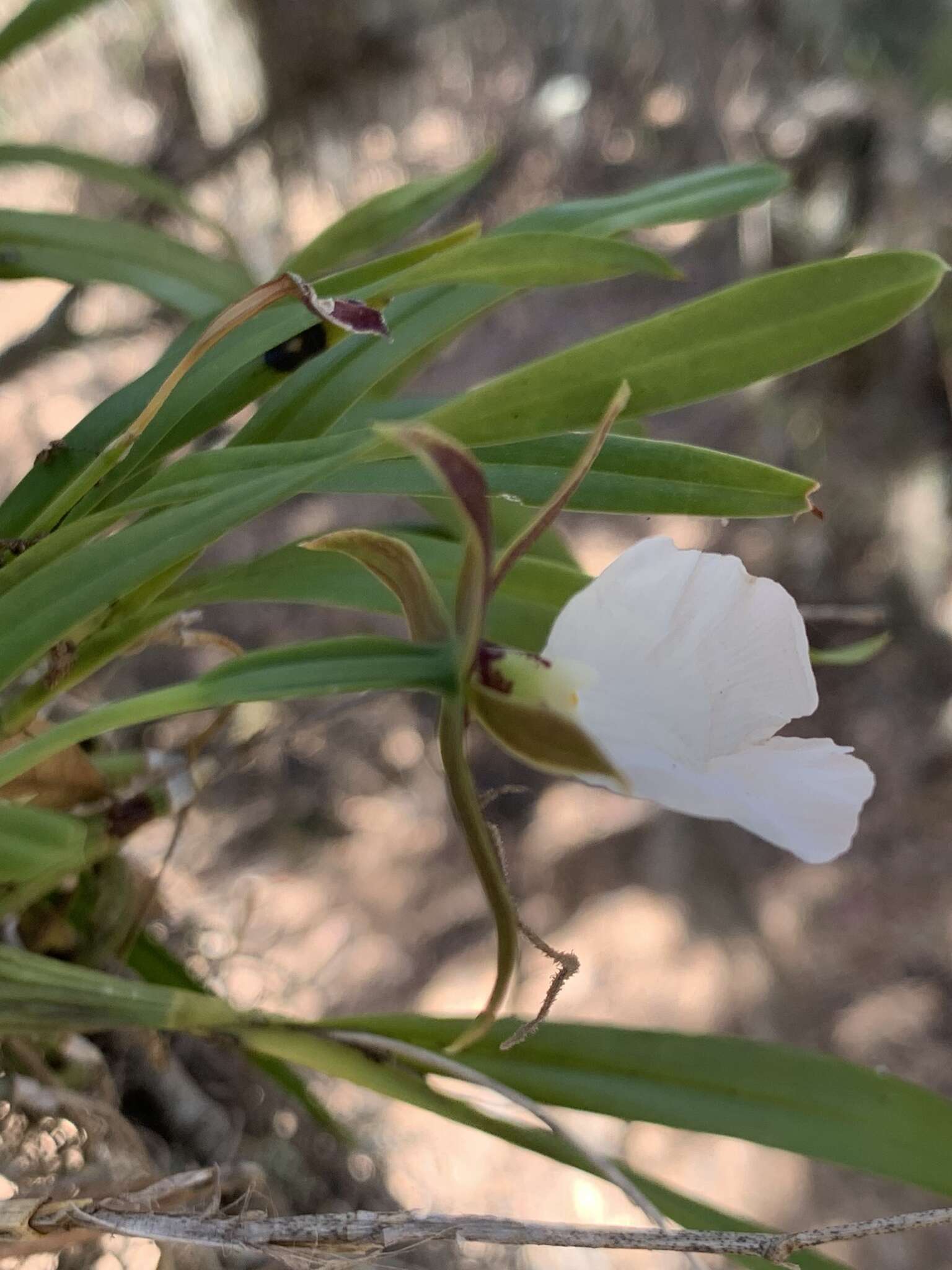 Image of Prosthechea ghiesbreghtiana (A. Rich. & Galeotti) W. E. Higgins