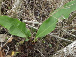 Image of Anthurium schlechtendalii subsp. schlechtendalii