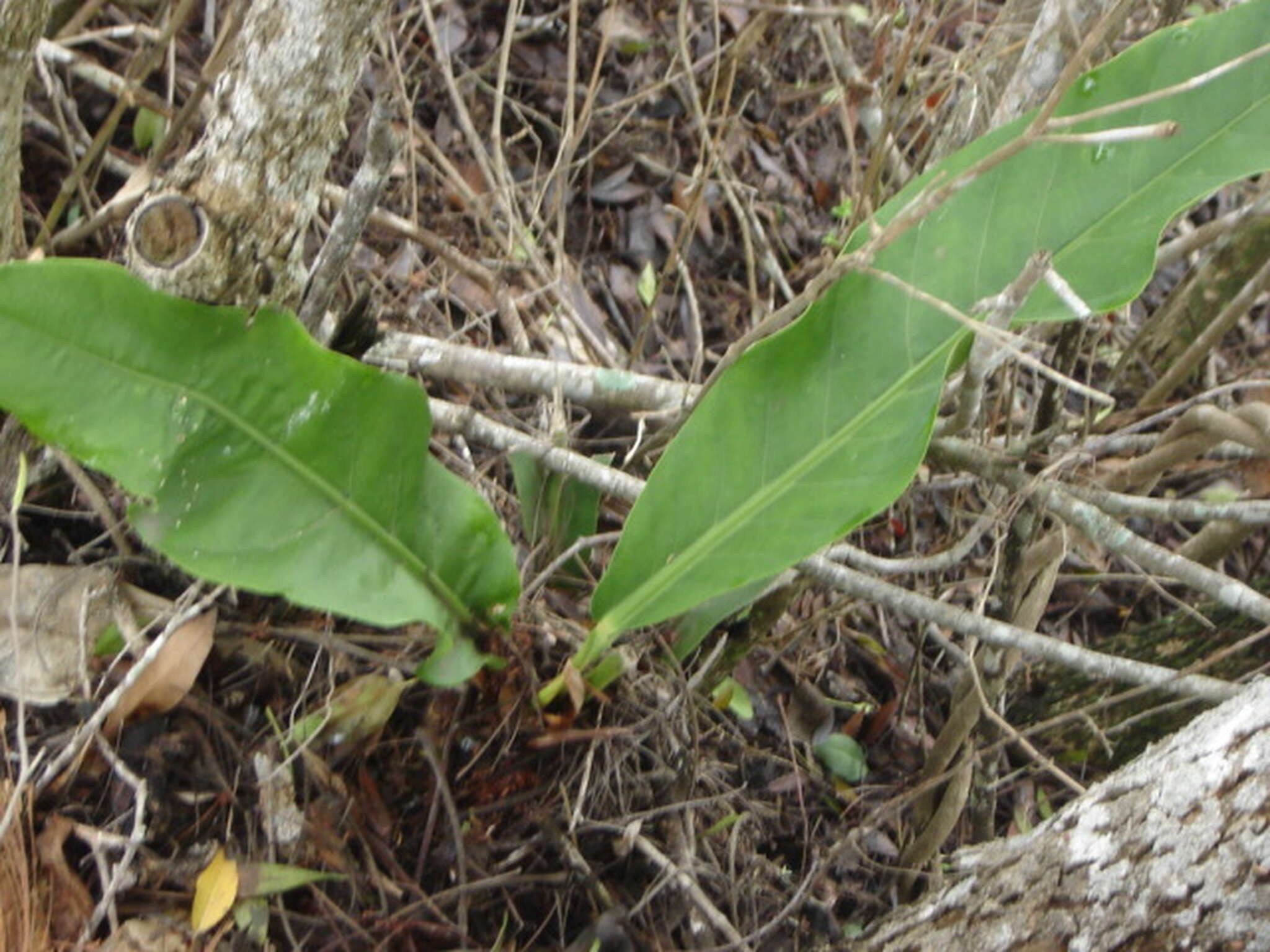 Image of Anthurium schlechtendalii subsp. schlechtendalii