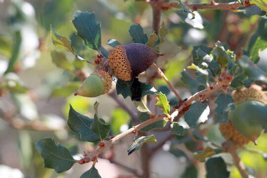 Image of Lonsdalea quercina