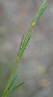 Image of Linum aethiopicum Thunb.