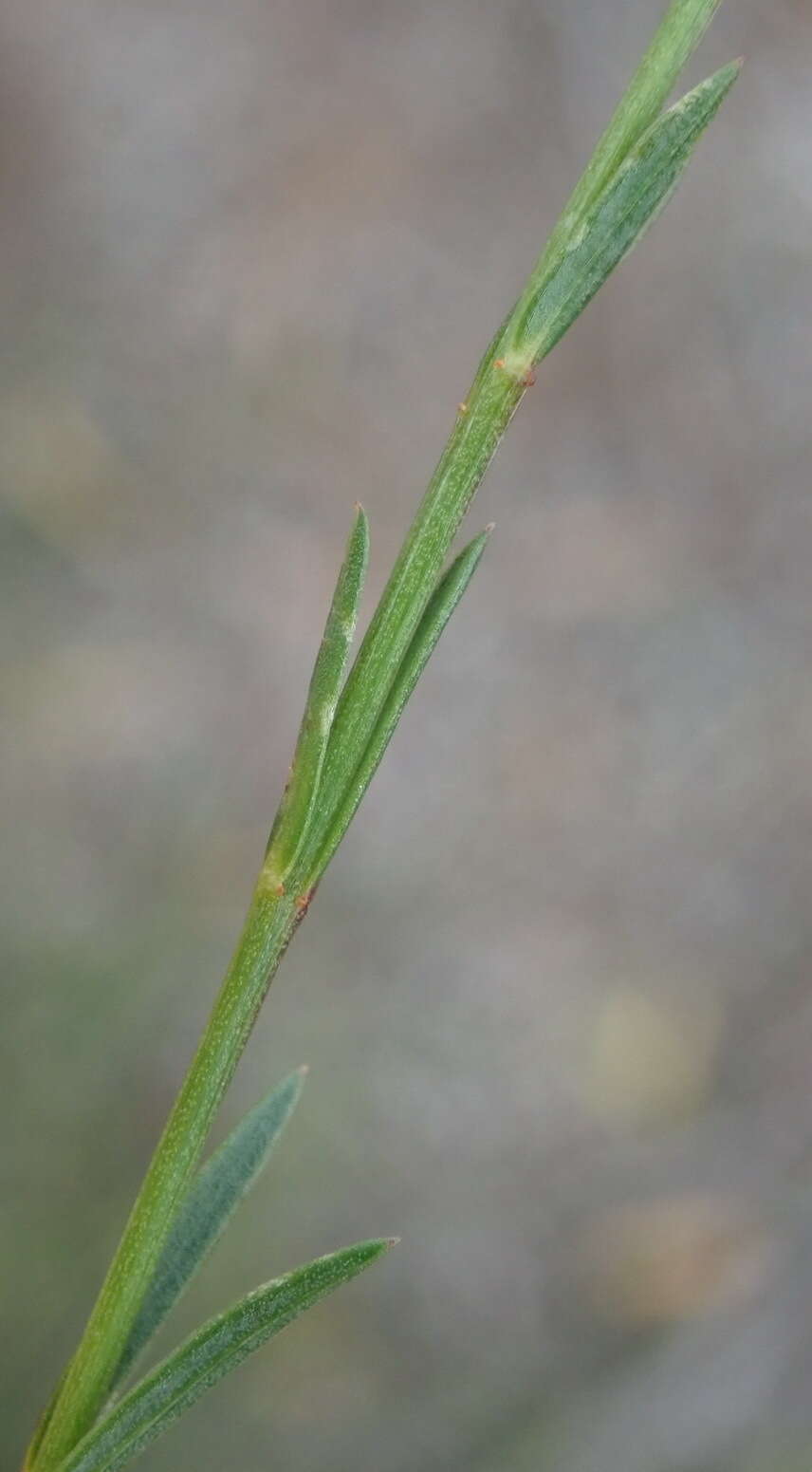 Image of Linum aethiopicum Thunb.