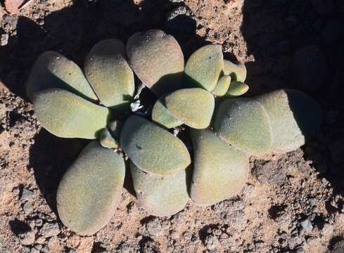 Image of Deilanthe peersii (L. Bol.) N. E. Br.