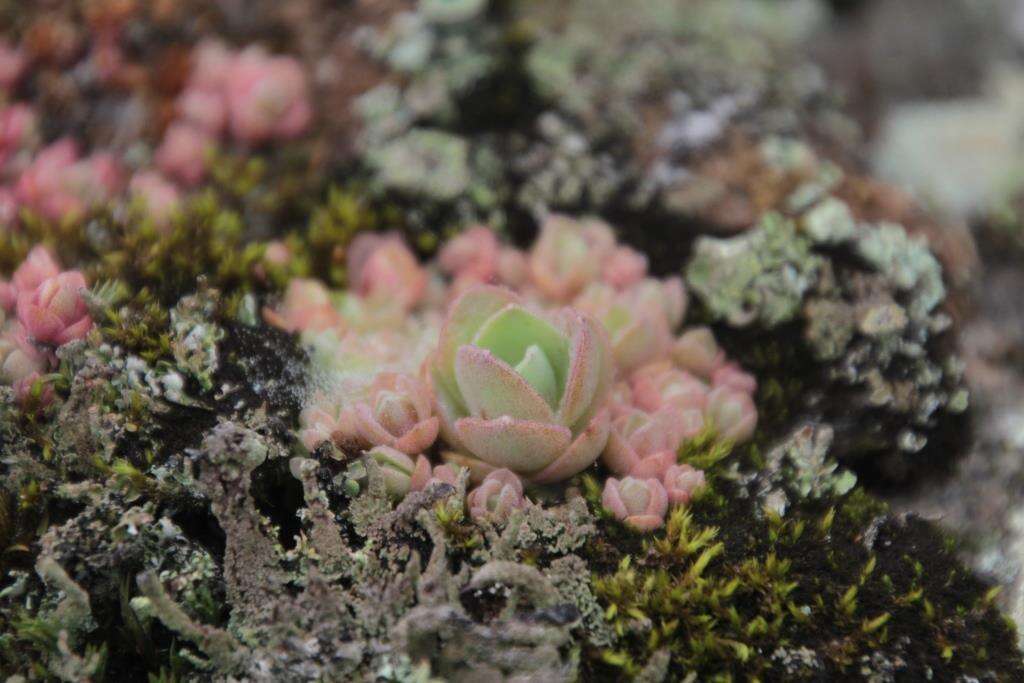 Image of Orostachys malacophylla var. aggregata (Makino) H. Ohba