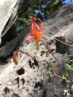 Слика од Aquilegia desertorum (M. E. Jones) Cockerell ex Heller