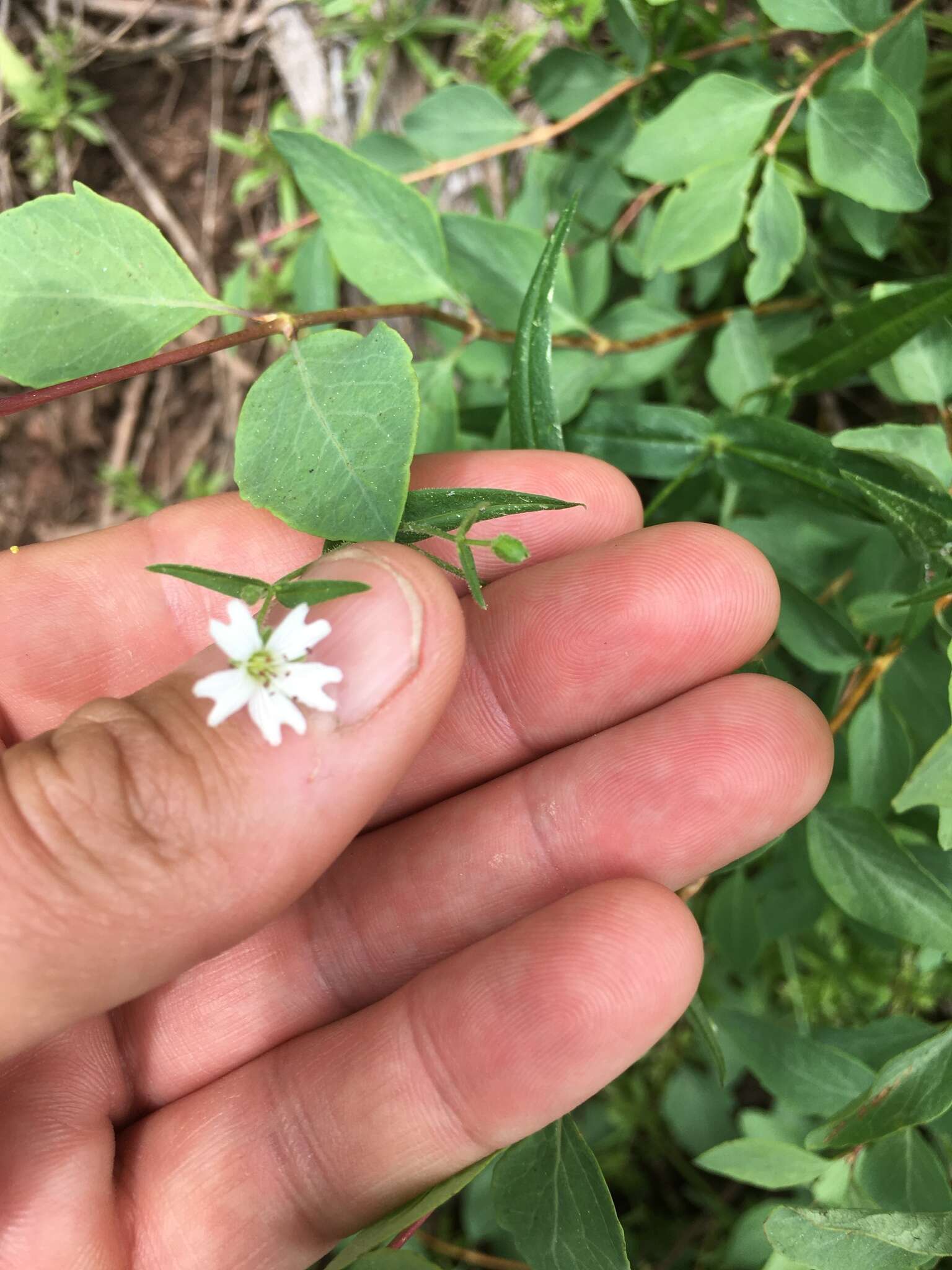 Image de Pseudostellaria jamesiana (Torrey) W. A. Weber & R. Hartman