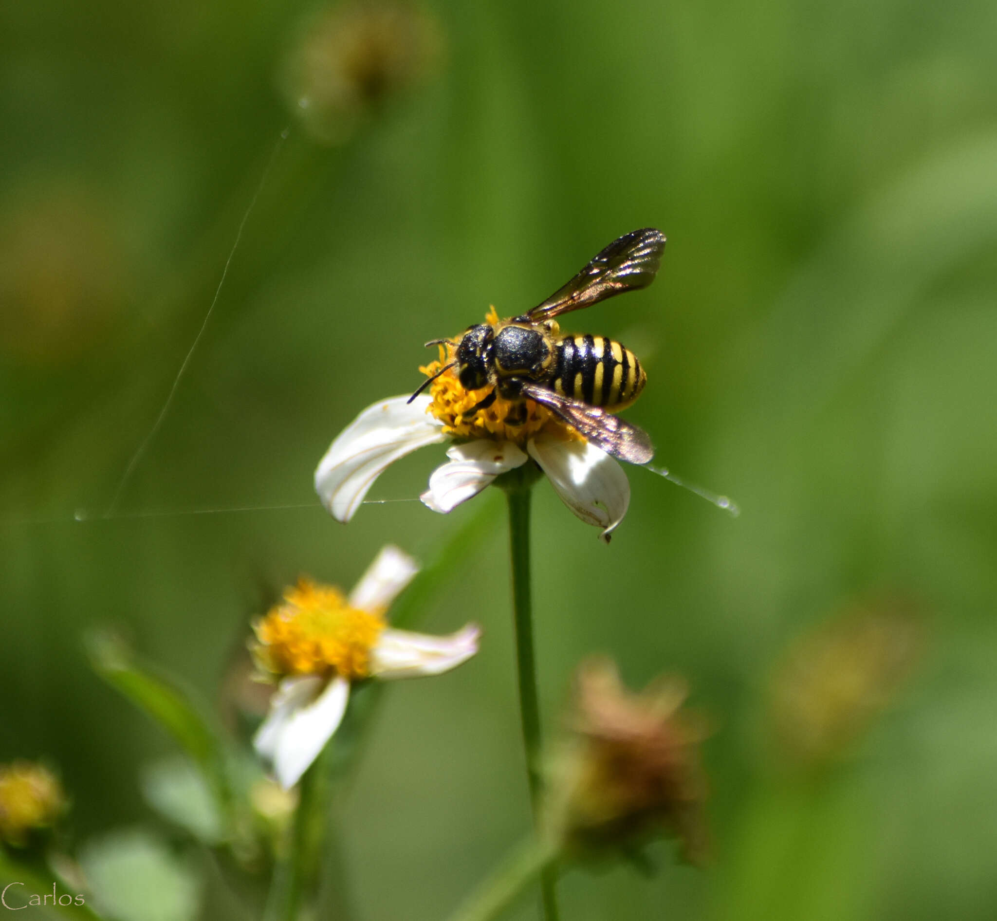 Image of Paranthidium gabbii (Cresson 1878)