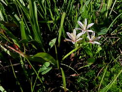 Image of Trachyandra filiformis (Aiton) Oberm.