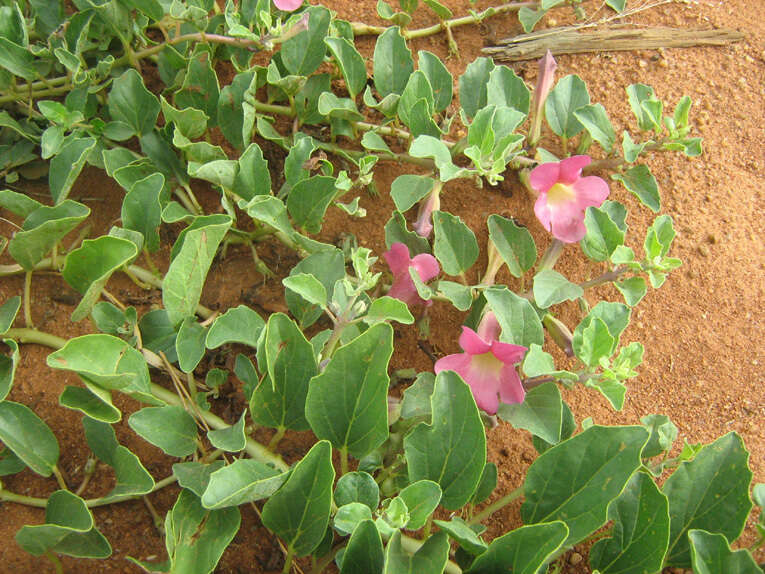 Image of Devil's claw